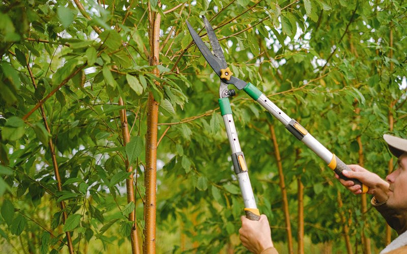 Tree trimming in Garden Valley, CA
